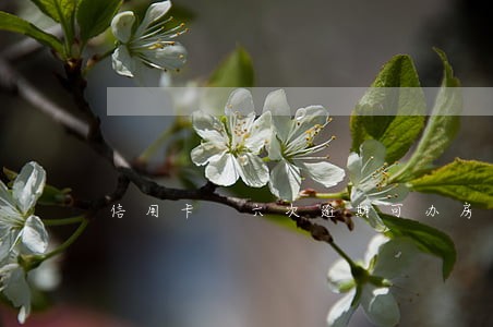 信用卡 六次逾期可办房贷吗 信用卡 六次逾期可办房贷吗